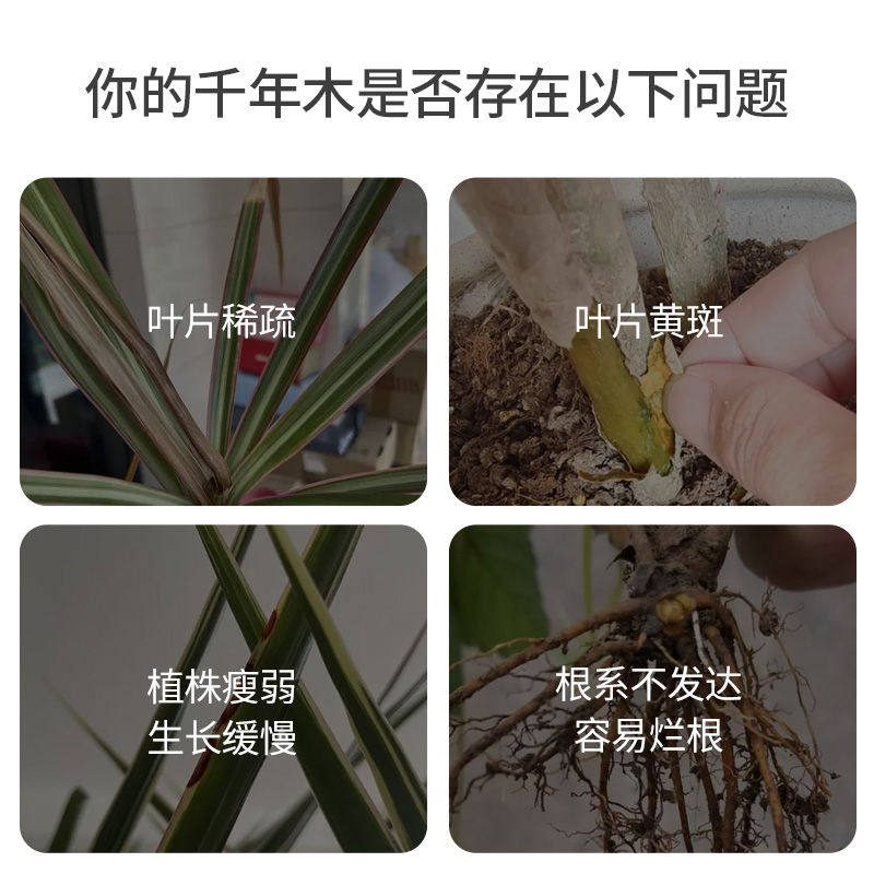 千年木专用营养液七彩千年木专用肥料盆栽绿植花卉马尾铁肥料浓缩,淘宝优惠券,粉丝福利购,淘宝优惠卷