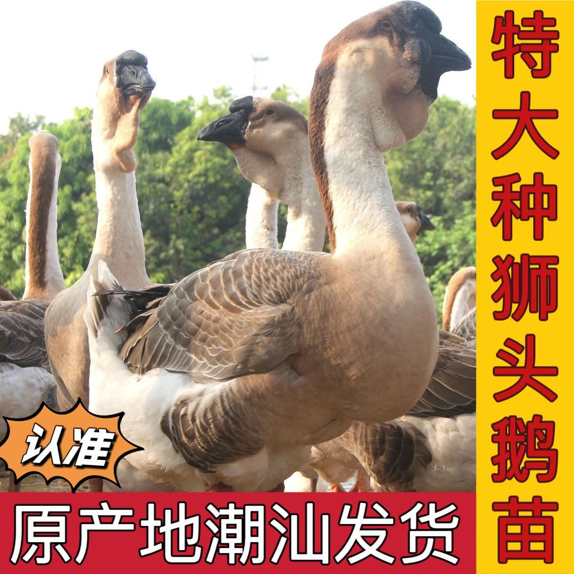 正宗特大种狮头鹅纯种狮头鹅正宗狮头鹅鹅苗特大活的大种鹅苗幼苗,淘宝优惠券,粉丝福利购,淘宝优惠卷
