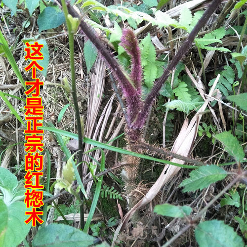正宗红楤木根红刺筒毛刺桐鸟不踏海桐皮虎椒千枚针红叶大猫鹰不扑 - 图0