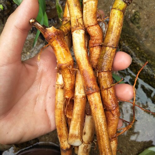 生新鲜三白草根三白根白莲藕水木通白面姑藕白花莲500g中草药材 - 图0
