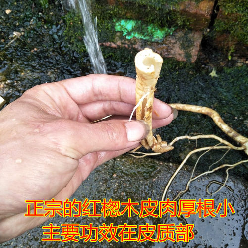 正宗红楤木根红刺筒毛刺桐鸟不踏海桐皮虎椒千枚针红叶大猫鹰不扑 - 图1