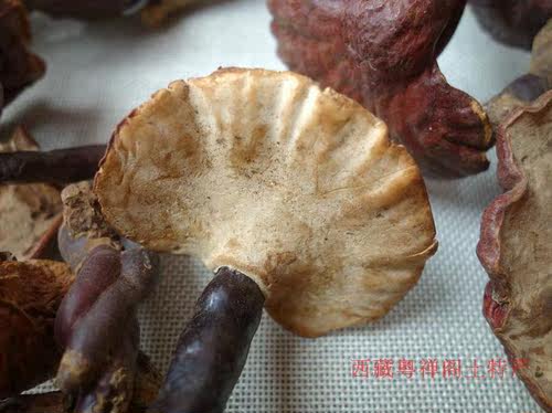 西藏野生灵芝 整枝 深山纯天然 赤白灵芝 正品 50g白肉灵芝茶包邮 - 图2