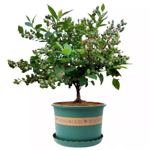 蓝莓树果苗特大号庭院果树南方北方种植盆栽地栽当年结果蓝莓树苗 - 图3