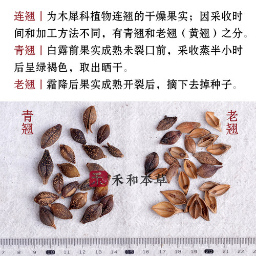 连翘经方中药材野生陵五味青翘老翘黄翘新货饱满无柄禾和本草包邮 - 图1