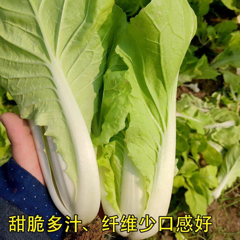 四季速生快菜种子庭院蔬菜种子阳台种菜盆栽青菜种子小白菜籽-图1