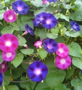 大牵牛花种子阳台庭院喇叭花混色