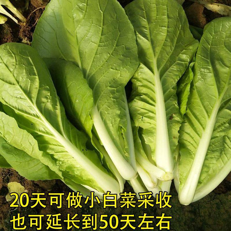 四季速生快菜种子庭院蔬菜种子阳台种菜盆栽青菜种子小白菜籽-图0