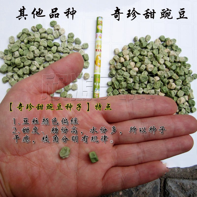 奇珍76甜脆豌豆种子水果豌豆种菜豆农家豆荚四季秋冬季荷兰豆种籽 - 图2