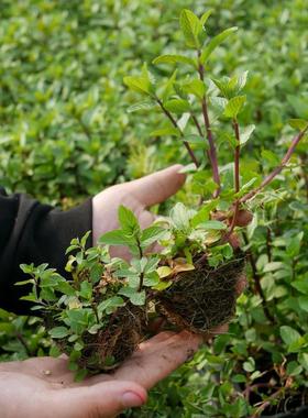 河南十香菜种籽食用鱼香草种子苗四季鱼香菜留兰香薄荷盆栽蔬菜孑