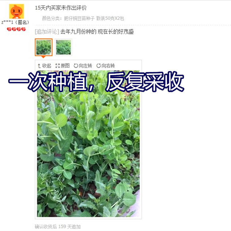 无须豌豆苗种蔬菜豌豆种籽尖芽苗菜种子种籽四季种植孑菜籽碗豆种-图3