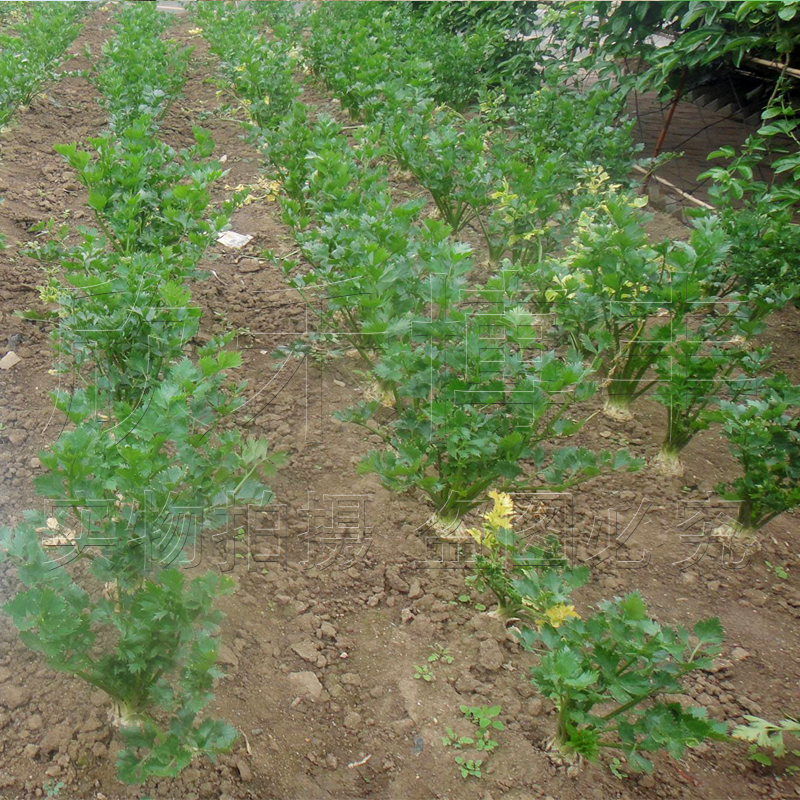 根芹种籽根芹种子芹菜块芹芹菜根根洋芹球根塘蒿种四季播蔬菜种孑 - 图2