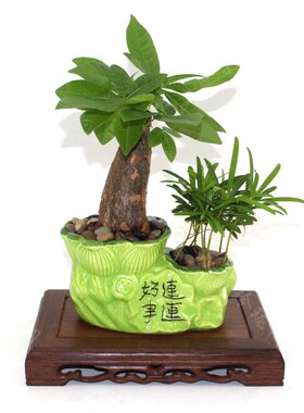 鸡翅木花盆奇玉石摆件工艺品底座