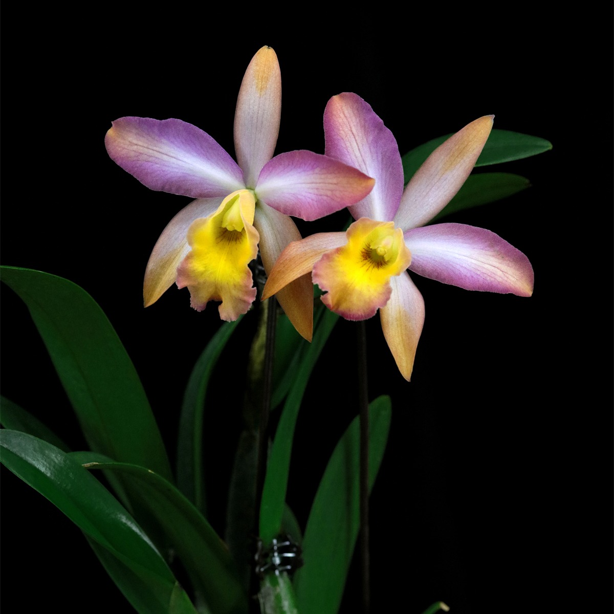 番茄雅韵堂Rct. Mikawa Crystal'Rainbow Bridge'彩虹桥卡特兰花 - 图2