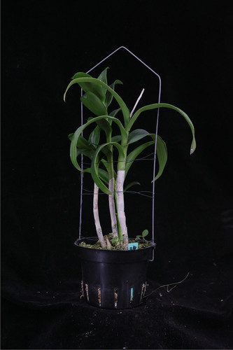 番茄雅韵堂den Burana Pink Sapphire Mutation 海伦蓝泼墨石斛