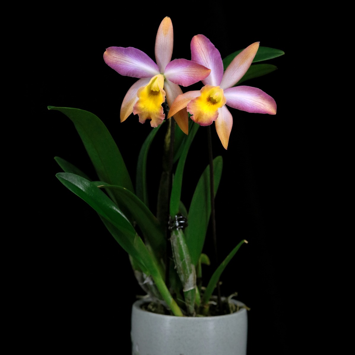 番茄雅韵堂Rct. Mikawa Crystal'Rainbow Bridge'彩虹桥卡特兰花 - 图3