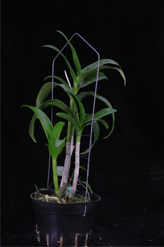 番茄雅韵堂den Burana Pink Sapphire Mutation 海伦蓝泼墨石斛