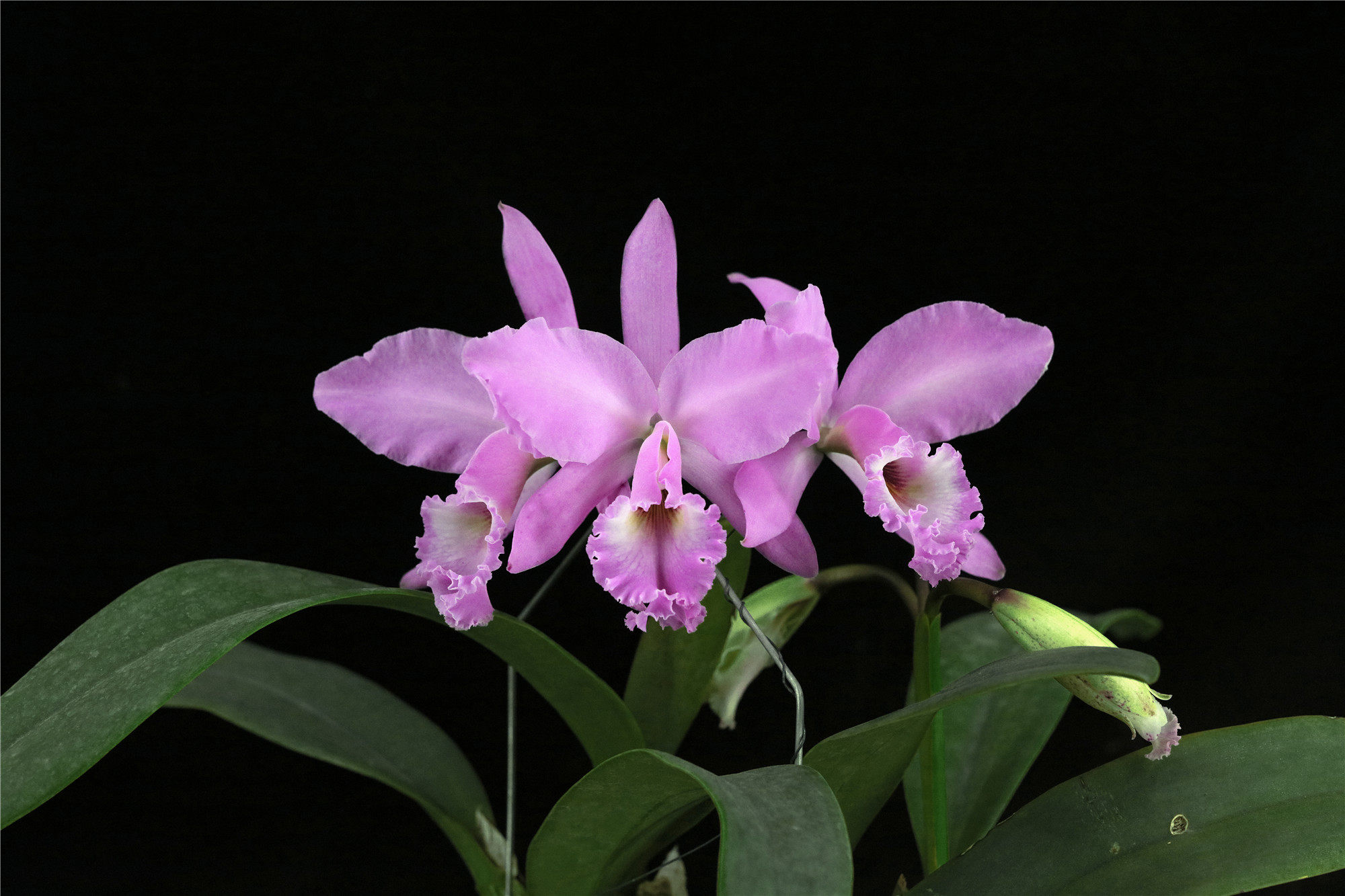 concolor雅韵堂#1同色拉比原种卡特兰花洋兰