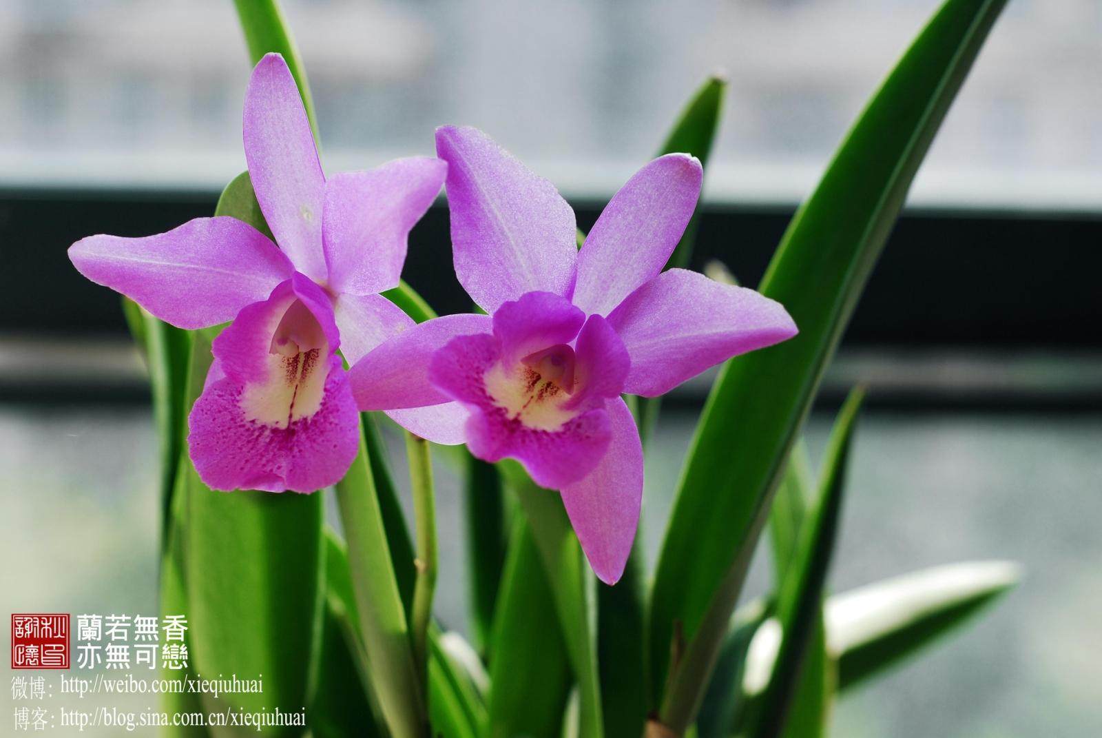 顺丰包邮c.little marmaid "janet"