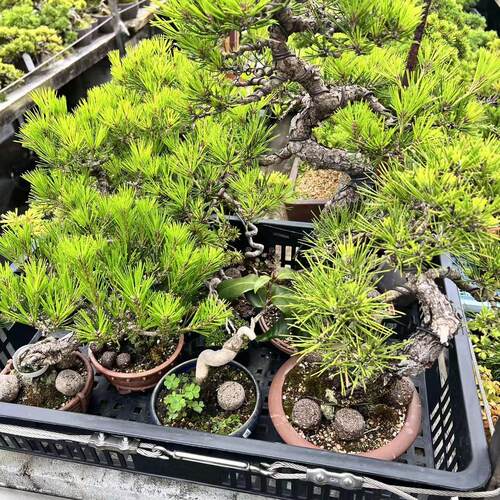中国记忆发酵全手工农家肥花果杂木蛋型玉肥蛋形纯天-然肥豆粕 - 图3