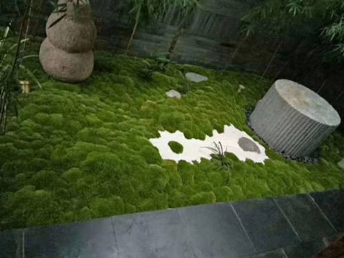 包邮鲜活青苔藓微景观瓶铺面闷养白发藓 diy假山盆栽迷你植物 - 图0