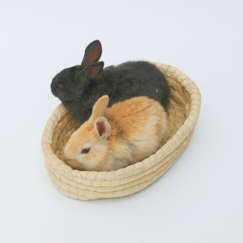 兔子草窝荷兰猪兔兔专用保暖防咬宠物草编躲避窝豚鼠屋用品兔子窝,淘宝优惠券,粉丝福利购,淘宝优惠卷