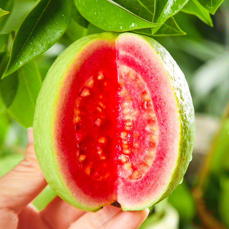 福建漳州红心芭乐软糯番石榴西瓜红新鲜水果当季整箱5斤鸡屎果,淘宝优惠券,粉丝福利购,淘宝优惠卷