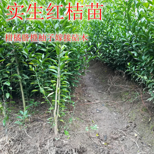 枳壳苗优质嫁接砧木红桔苗枸橘头可嫁接橙桔柚佛手金豆爱媛38 - 图0