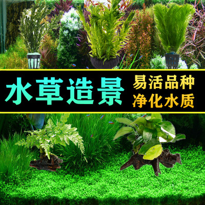 鱼缸水草植物活莫斯真草阴性蜈蚣草增氧懒人水榕沉木草缸造景套餐 虎窝淘