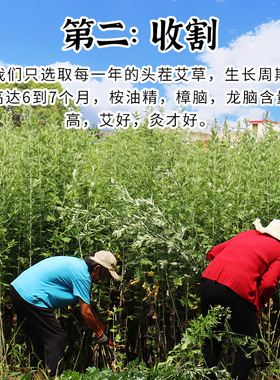 20年艾草生产商贴牌定制假一赔万