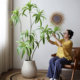 Simulated Brazilian wood floor-standing large green plant movable decoration