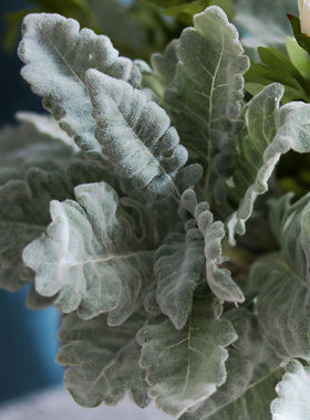 银叶菊植绒桌面摆件假花