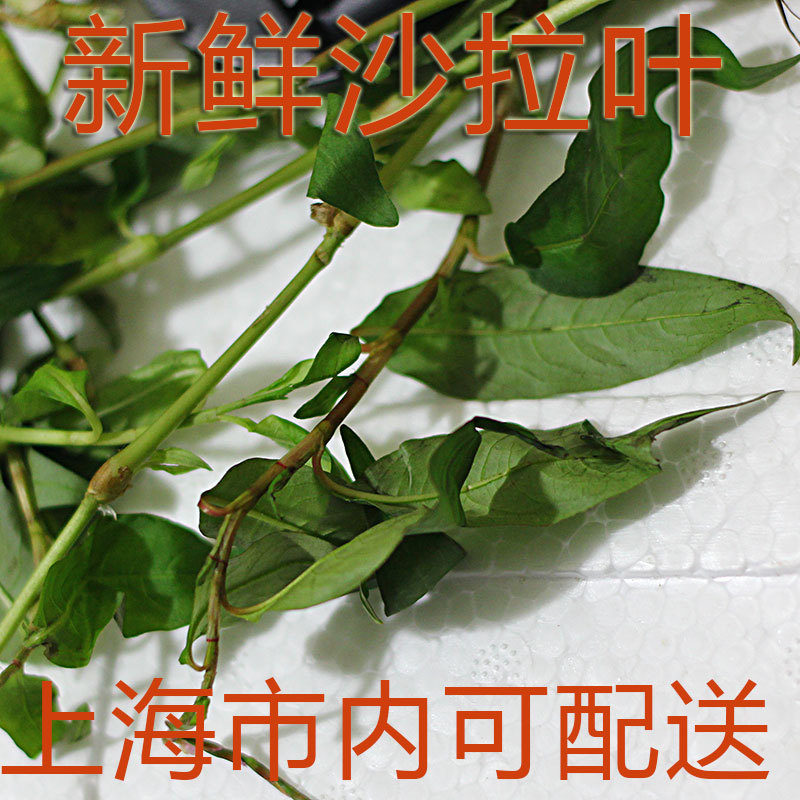 新鲜叻沙叶云南香柳laksa leaf 东南亚香料叻沙面云南香柳香辣蓼 - 图0