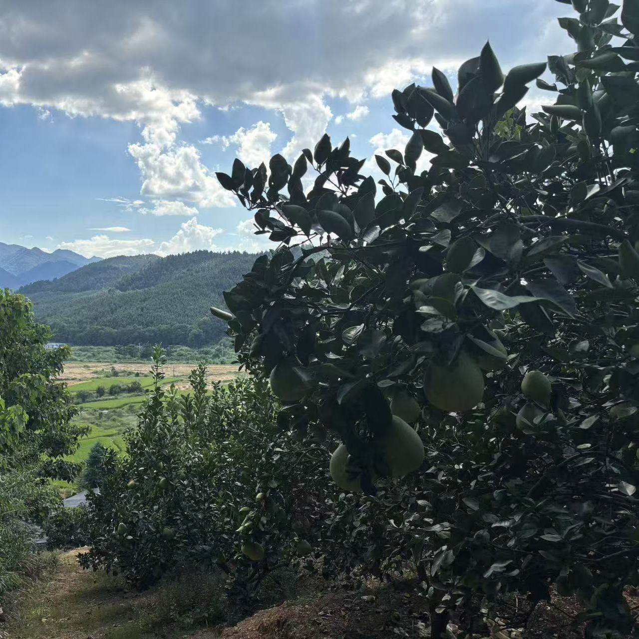 25江西吉安福蚕子新鲜水果白心金兰柚井冈山甜蜜药柚子老树原产地,淘宝优惠券,粉丝福利购,淘宝优惠卷