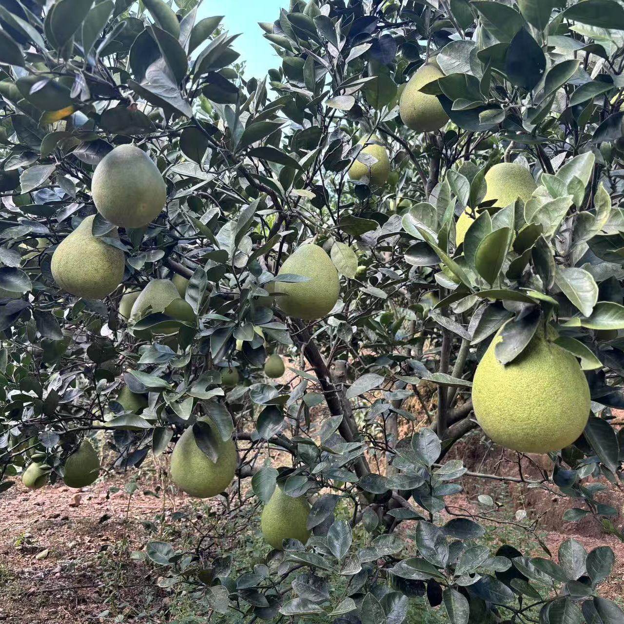 25江西吉安福蚕子新鲜水果白心金兰柚井冈山甜蜜药柚子老树原产地,淘宝优惠券,粉丝福利购,淘宝优惠卷