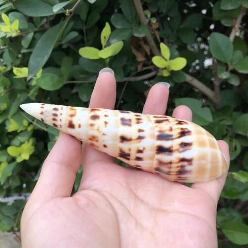 天然海螺贝壳塔螺竹笋螺标本螺鱼缸水族造景装饰家居摆件礼品 - 图2