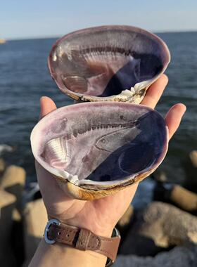 紫蛤天然贝壳紫色扇贝首饰托盘味碟甜品盘水果盘食盘海洋造景装饰