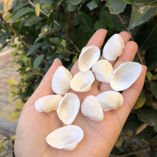 天然雪蛤白椰贝狮子贝小米螺白色海螺贝壳海星组合套装鱼缸造景饰 - 图0
