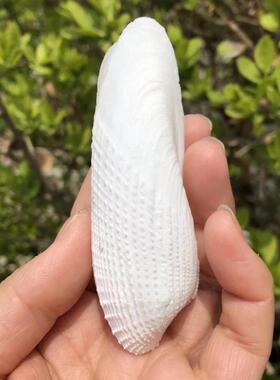 天然贝壳海螺之翼白色鱼缸水族