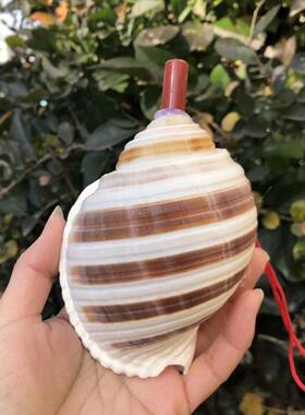 天然海螺号角吹喇叭口哨超大贝壳