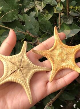 天然海螺贝壳海星摆件寄居蟹