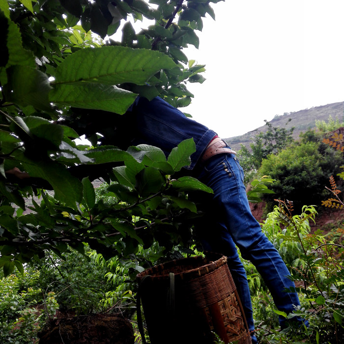 正宗套袋汉源车厘子大樱桃黑珍珠美新鲜早水果4斤应季整箱省外版,淘宝优惠券,粉丝福利购,淘宝优惠卷