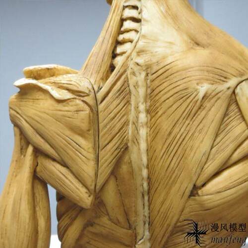 60cm雕塑艺用人体肌肉骨骼解剖结构模型石膏玩具美术医用参考绘画 - 图1