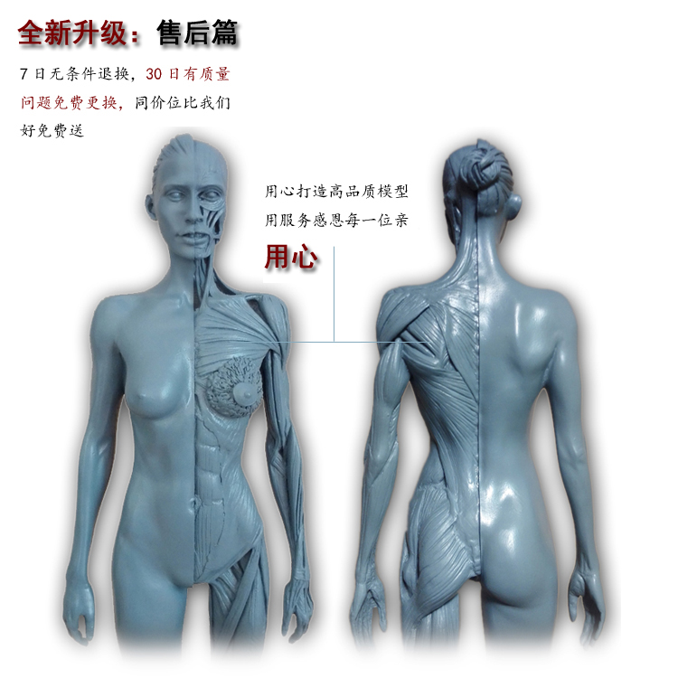 30cm医用头骨胸像绘画参考中性艺用人体肌肉骨骼解剖模型美术推荐 - 图1