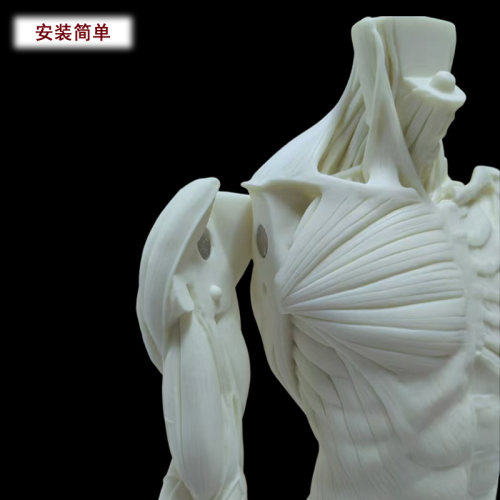 60cm设计医用雕塑绘画石膏玩具艺用人体肌肉骨骼解剖结构模型美术 - 图1