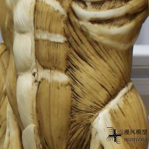 60cm雕塑艺用人体肌肉骨骼解剖结构模型石膏玩具美术医用参考绘画 - 图2