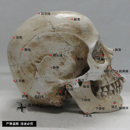 1：1树脂石膏头像骷髅头医艺用人体肌肉骨骼解剖结构头颅模型美术 - 图1