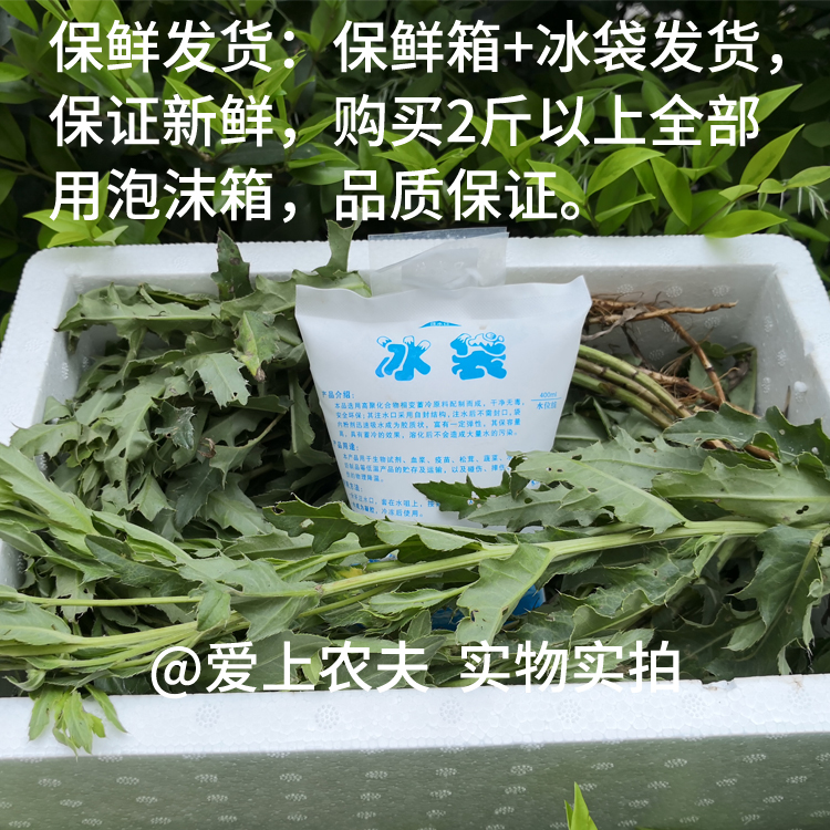 秦岭新鲜小蓟中药材干小蓟草刺儿菜刺角芽带根500g包邮3斤送1斤-图0