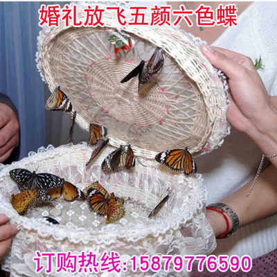真活蝴蝶活体的蝴蝶活体放飞活的活物求婚庆典婚礼养殖蝴蝶羽化蝶 - 图0