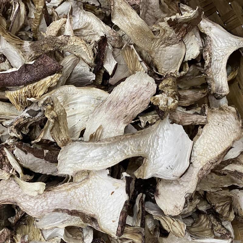 青冈菌青杠菌200克 四川阿坝州小金高原特产海拔3500米高度野山菌