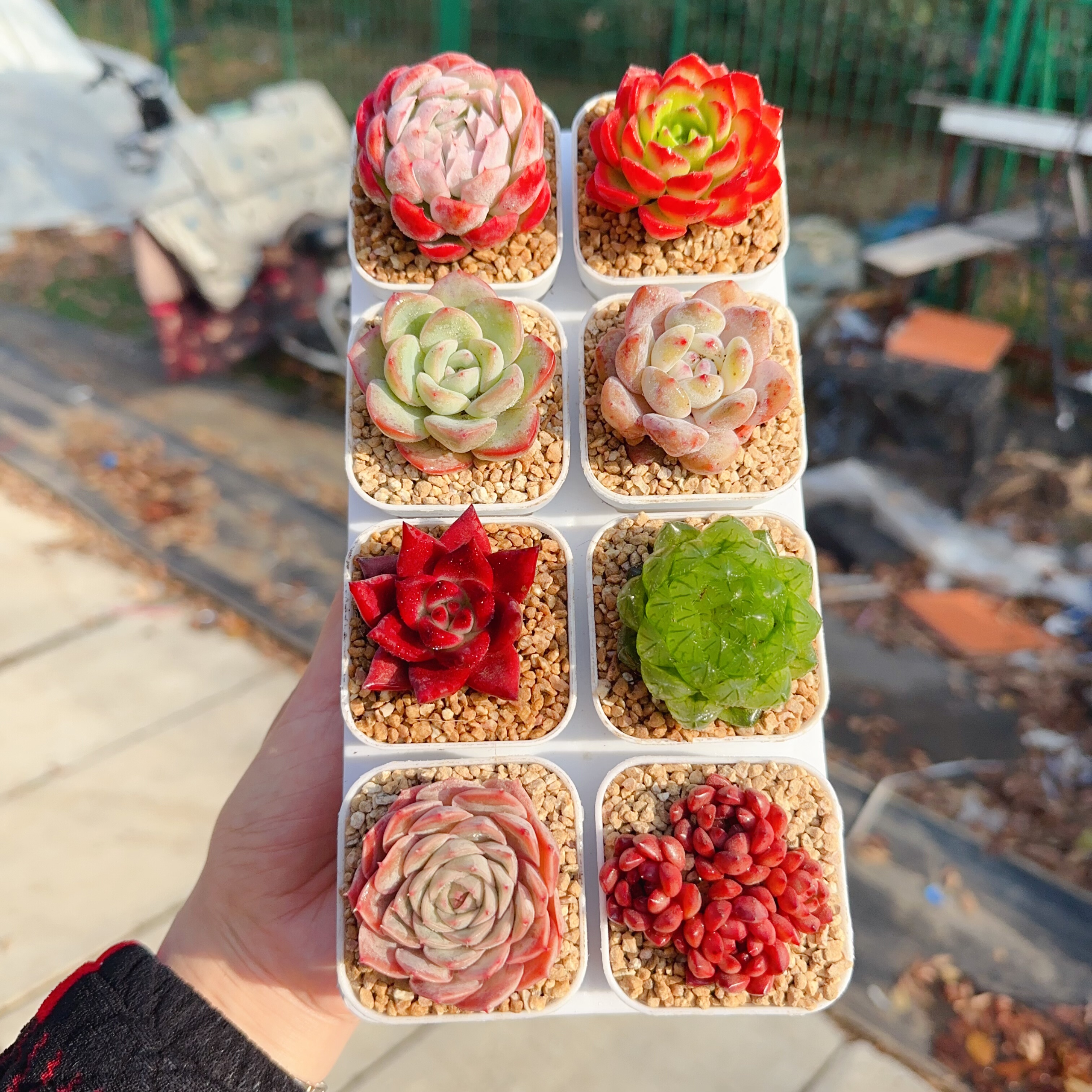 多肉植物 多肉带盆58号套餐8盆 盆5厘米 尺寸3-4厘米,淘宝优惠券,粉丝福利购,淘宝优惠卷